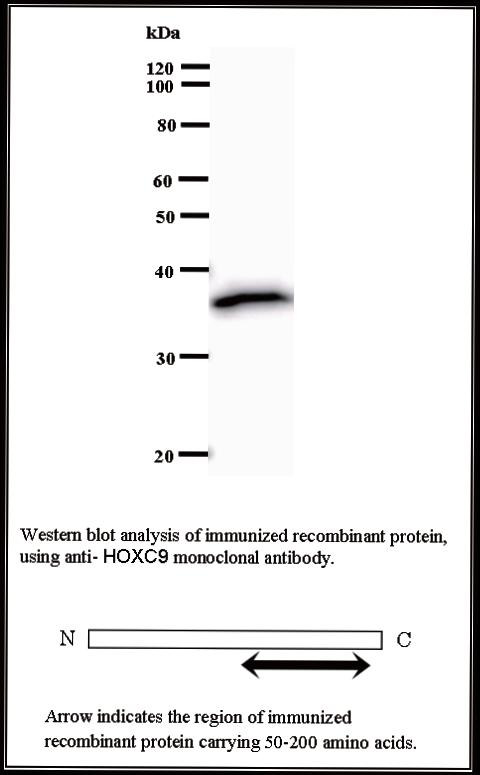 BMR00297 WB Data