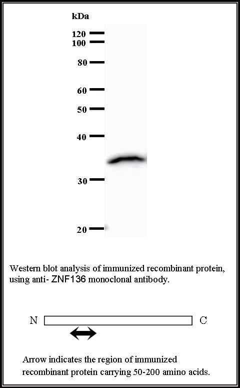 BMR00298 WB Data