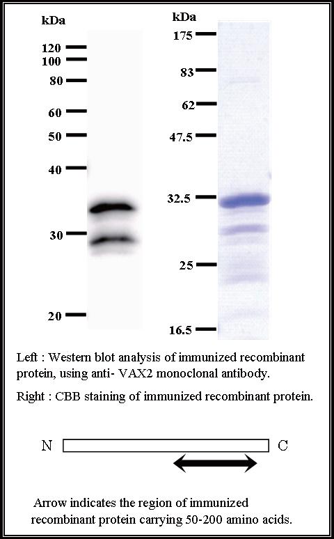 BMR00308 WB Data