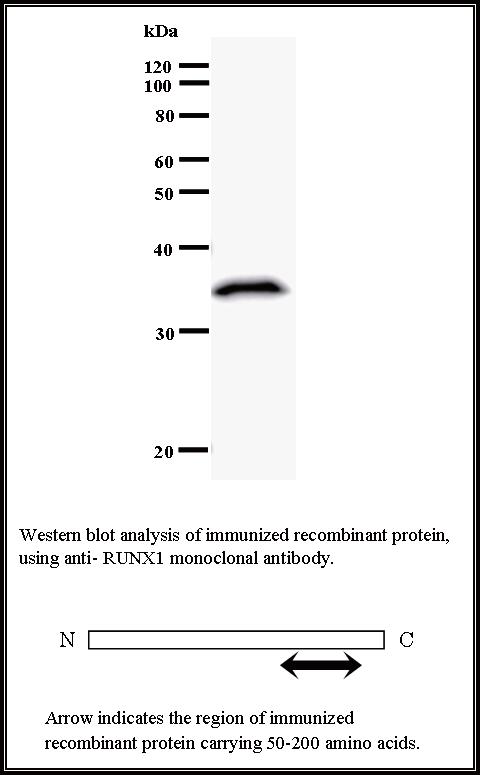 BMR00311 WB Data