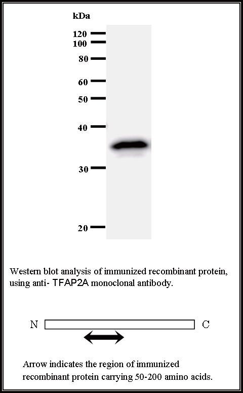 BMR00315 WB Data