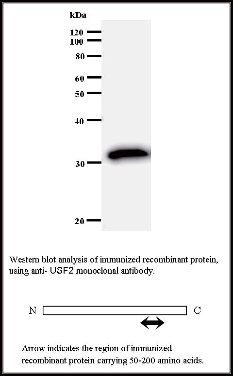 BMR00320 WB Data