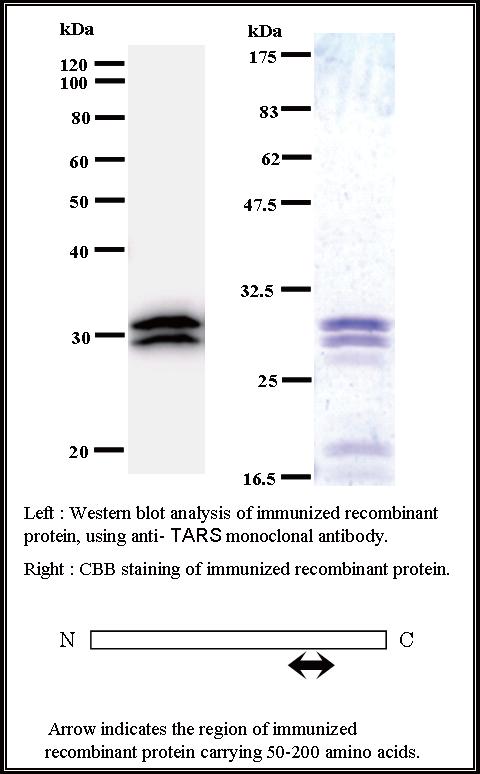 BMR00336 WB Data