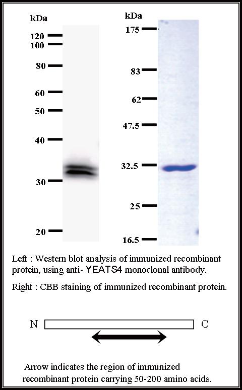 BMR00352 WB Data