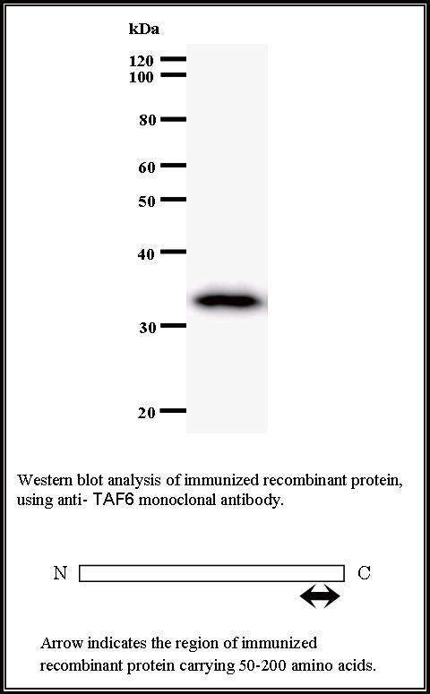 BMR00353 WB Data