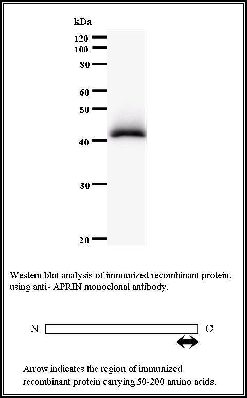 BMR00366 WB Data