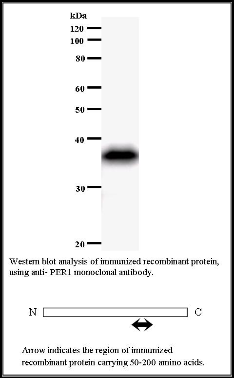 BMR00424 WB Data