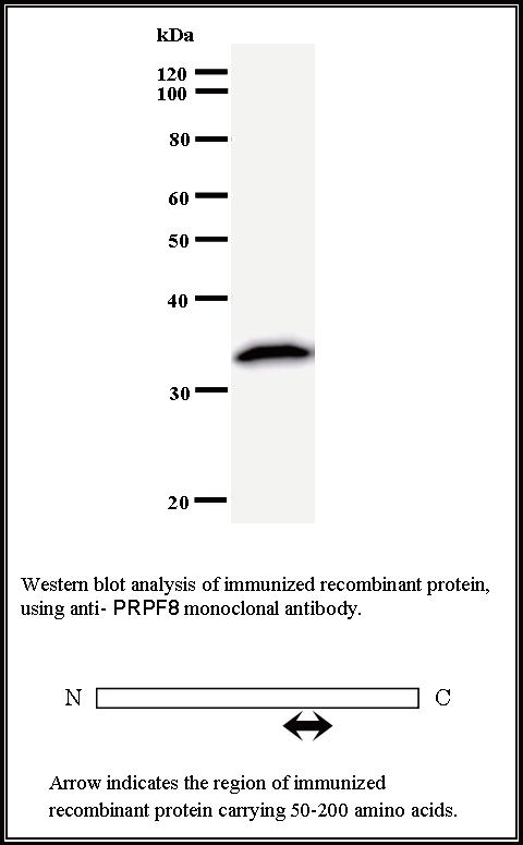 BMR00434 WB Data