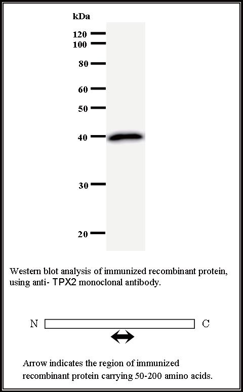 BMR00456 WB Data