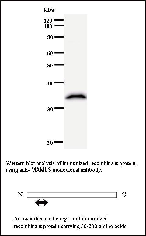 BMR00458 WB Data