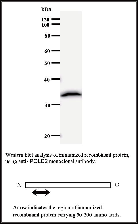 BMR00463 WB Data