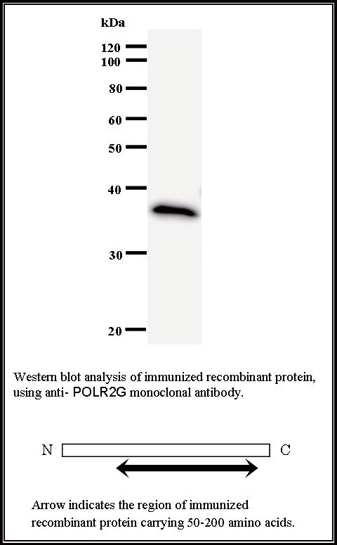 BMR00469 WB Data