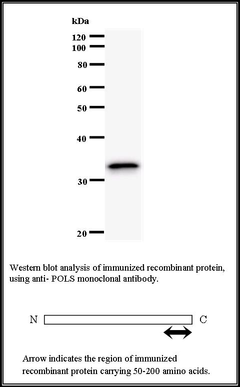 BMR00470 WB Data