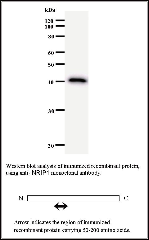 BMR00471 WB Data