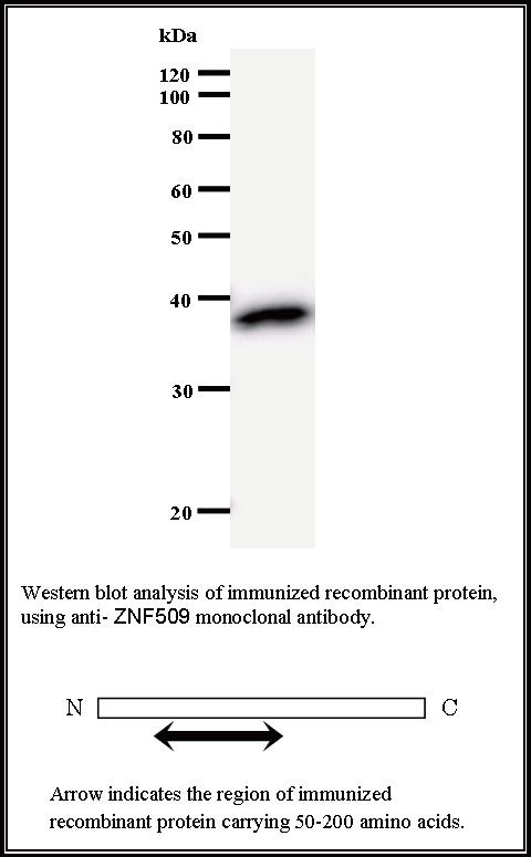 BMR00473 WB Data