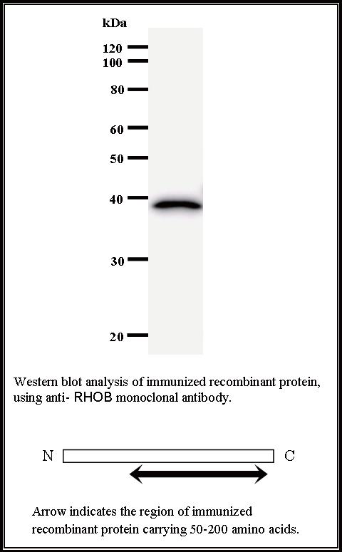 BMR00474 WB Data