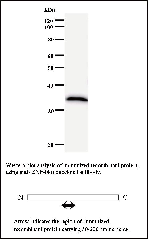 BMR00477 WB Data