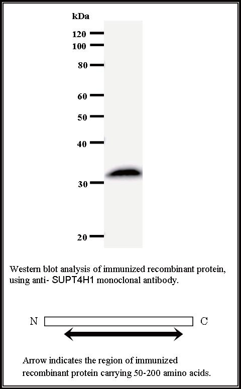 BMR00488 WB Data