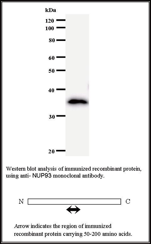 BMR00489 WB Data