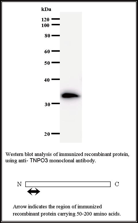 BMR00492 WB Data