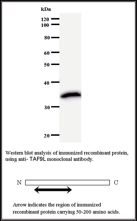 BMR00495 WB Data