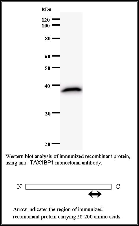 BMR00496 WB Data