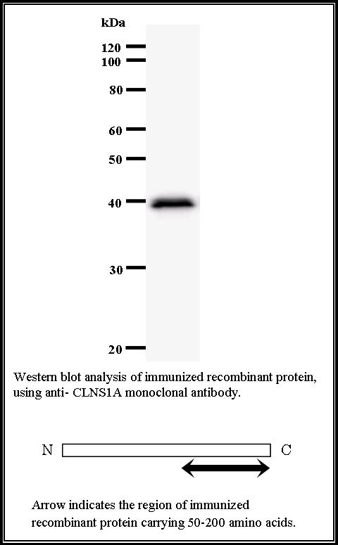 BMR00505 WB Data