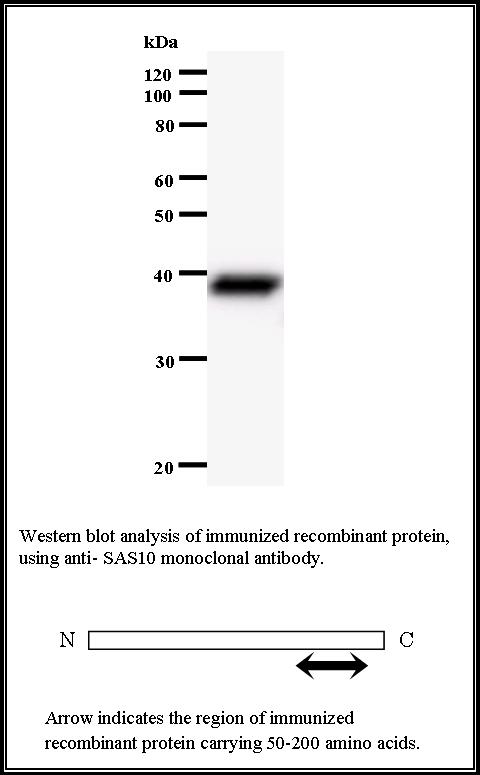 BMR00507 WB Data