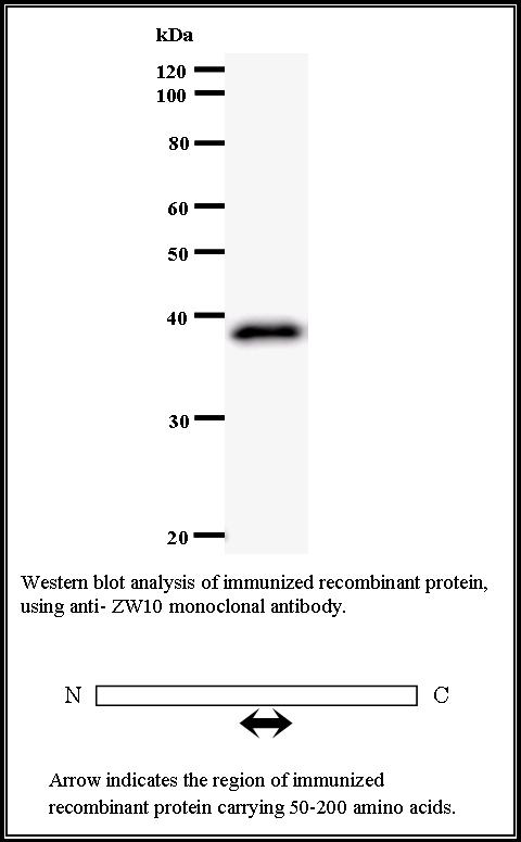 BMR00511 WB Data