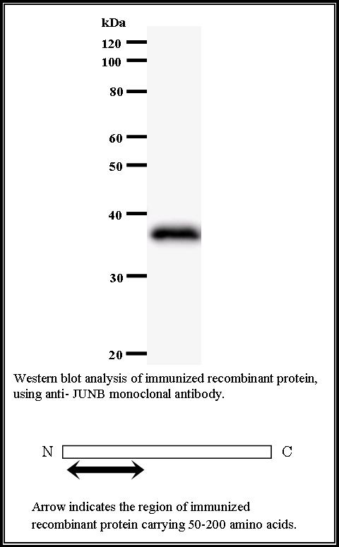 BMR00517 WB Data