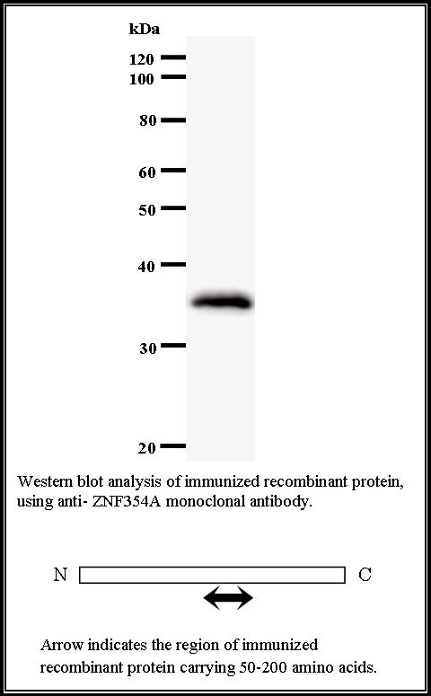 BMR00529 WB Data