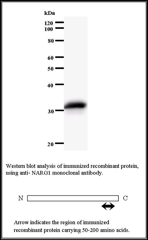 BMR00537 WB Data