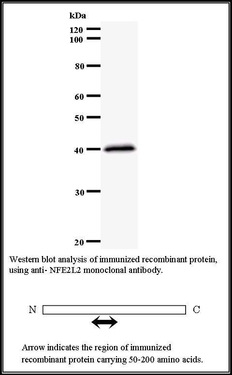 BMR00543 WB Data