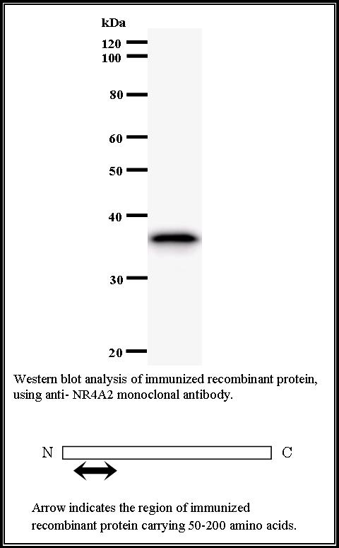 BMR00545 WB Data