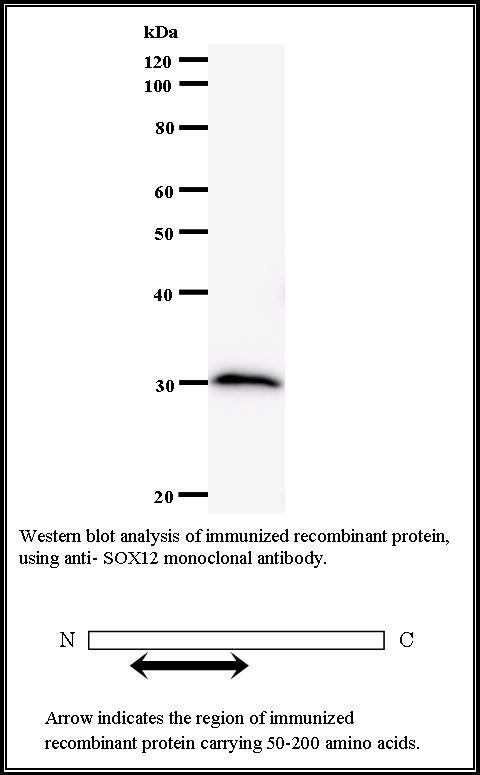 BMR00550 WB Data