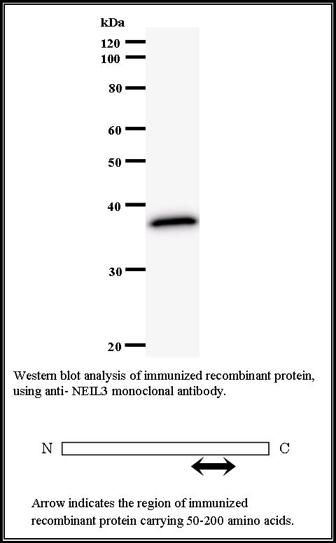 BMR00571 WB Data