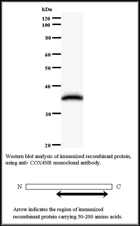 BMR00584 WB Data