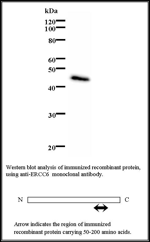 BMR00638 WB Data