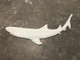 5 foot Reef Shark
Available in other sizes -Call for pricing.