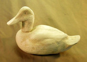 Roughout..- Canvasback - head up