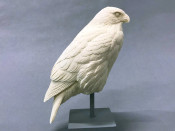 Study Cast - Hawk, Red-tailed