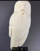 Study Cast - Barred Owl (1/2 size)