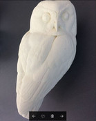Study Cast - Saw-whet Owl