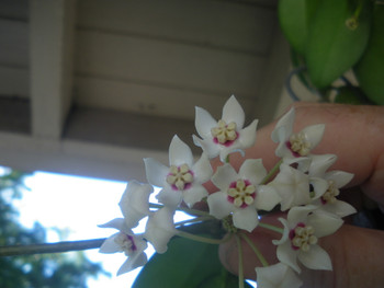 Hoya Australis ssp Australis Brookfield. Easy to grow fast bloomer great for the beginner.