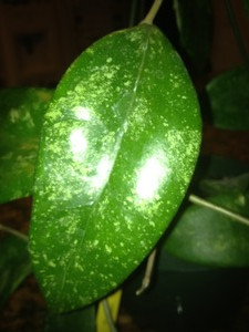 Hoya Sp Ko Chang Island Iml 1508 217 Hoya Plants Independent travel guide to ko chang noi, includes up to date information on guesthouses and hotels, attractions and advice on travel, timetables and more. hoya sp ko chang island iml 1508 217