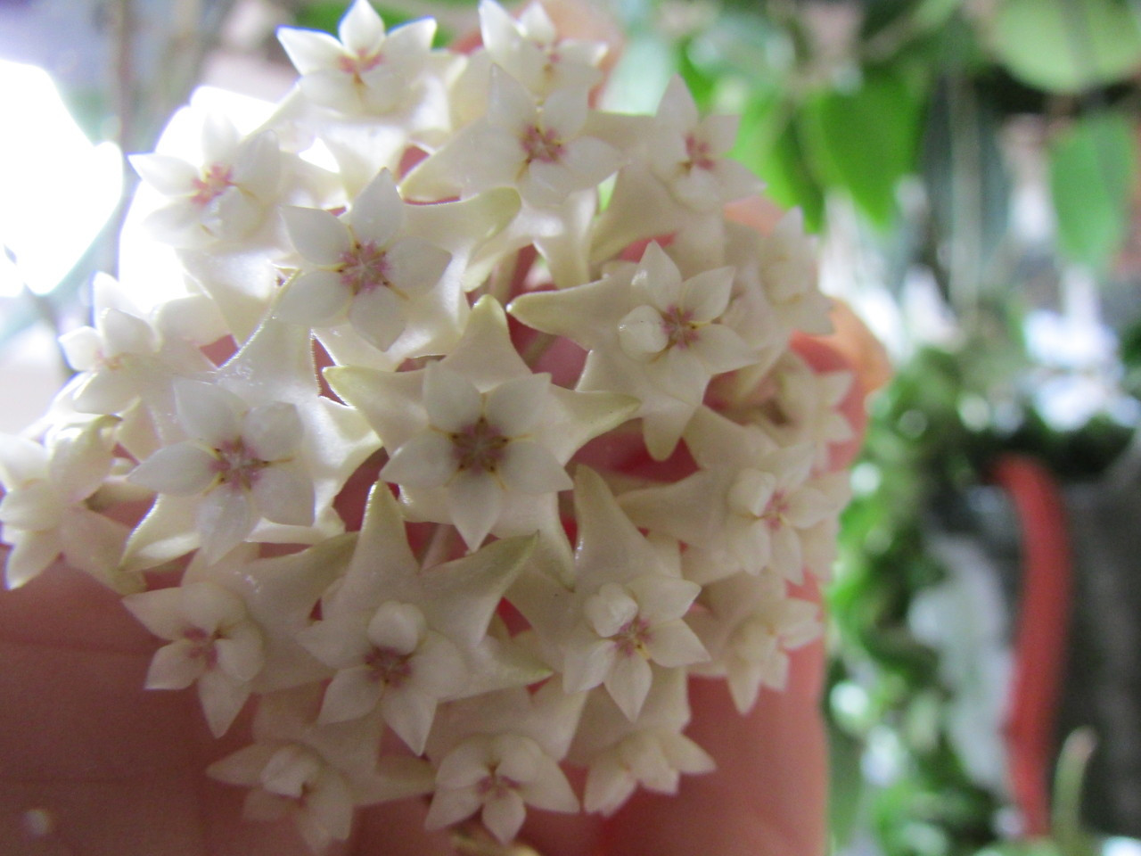 Hoya Sp Ko Chang Island Iml 1508 217 Hoya Plants Imbricata red leaf) burma 544. hoya sp ko chang island iml 1508 217