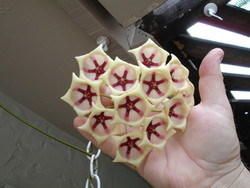 Hoya Archboldiana White