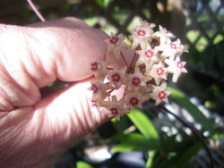 Hoya Amoena iml 1038