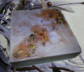 Tranquility Chocolate Lavender