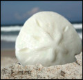 Sand Dollar